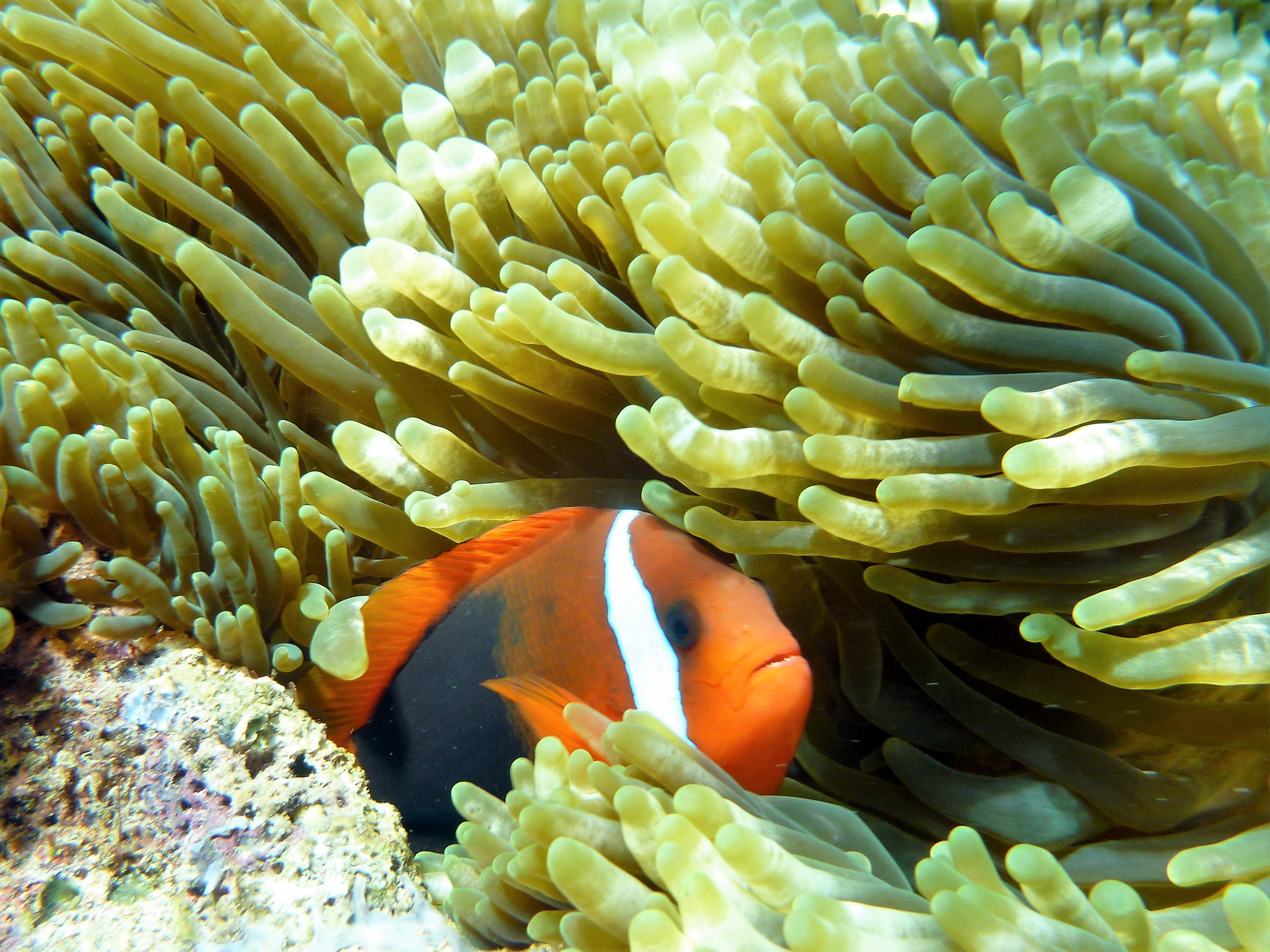 Komodo Diving